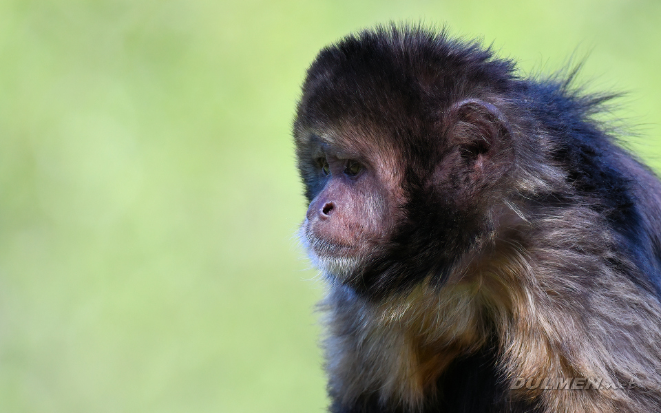 Golden-bellied Capuchin (Sapajus xanthosternos)